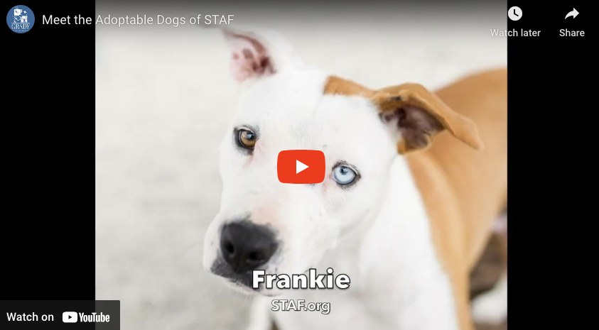 Meet the Adoptable Dogs of STAF